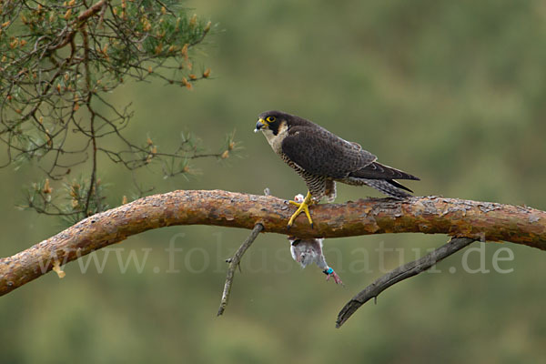 Wanderfalke (Falco peregrinus)