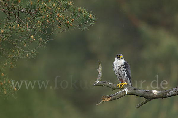 Wanderfalke (Falco peregrinus)