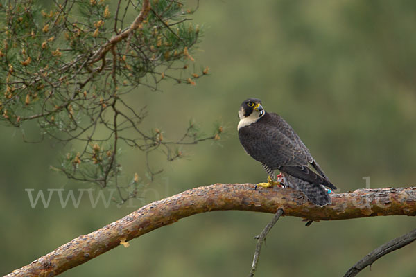 Wanderfalke (Falco peregrinus)