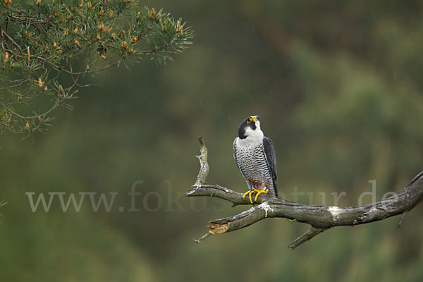 Wanderfalke (Falco peregrinus)