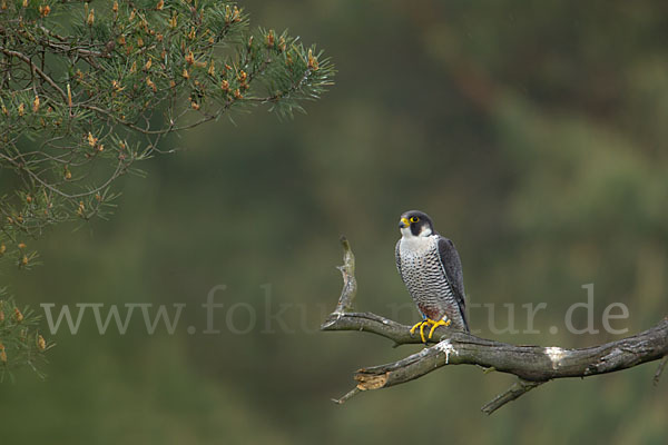 Wanderfalke (Falco peregrinus)