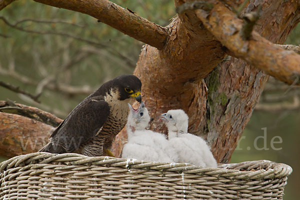 Wanderfalke (Falco peregrinus)