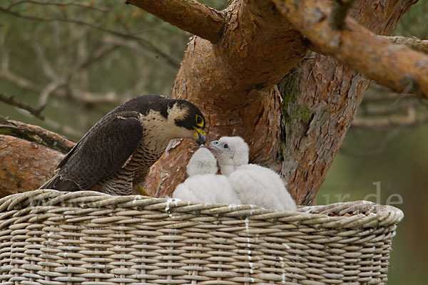 Wanderfalke (Falco peregrinus)