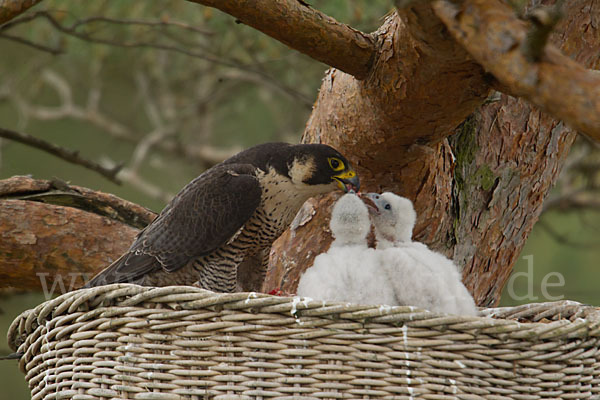 Wanderfalke (Falco peregrinus)