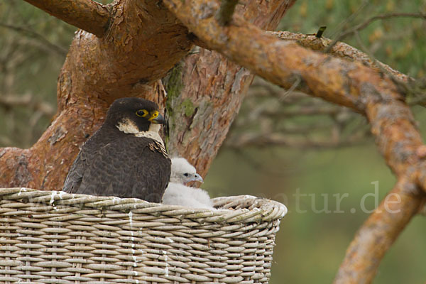 Wanderfalke (Falco peregrinus)