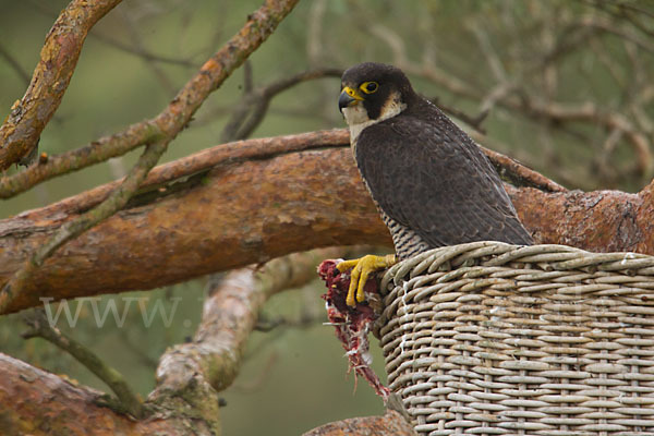 Wanderfalke (Falco peregrinus)