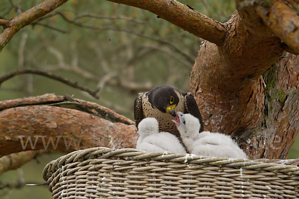 Wanderfalke (Falco peregrinus)