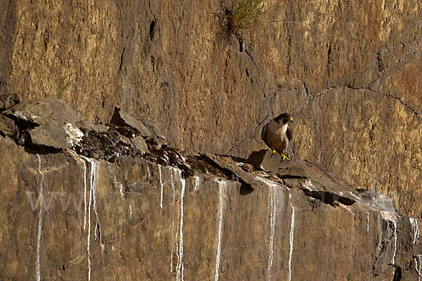 Wanderfalke (Falco peregrinus)