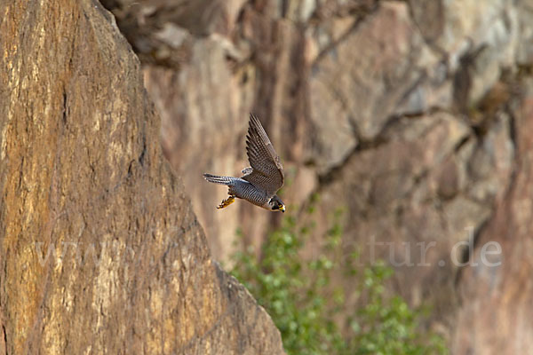 Wanderfalke (Falco peregrinus)