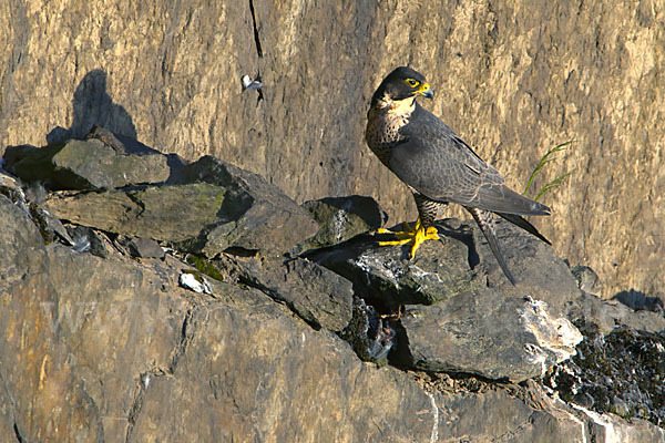 Wanderfalke (Falco peregrinus)