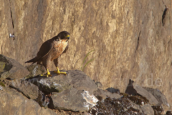 Wanderfalke (Falco peregrinus)