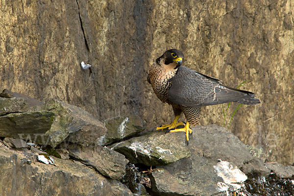 Wanderfalke (Falco peregrinus)