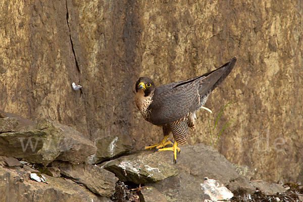 Wanderfalke (Falco peregrinus)