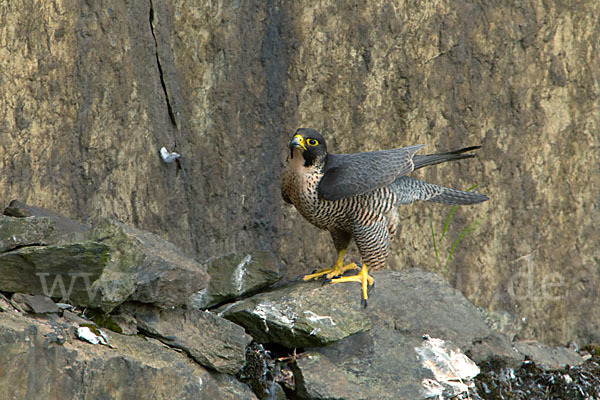 Wanderfalke (Falco peregrinus)