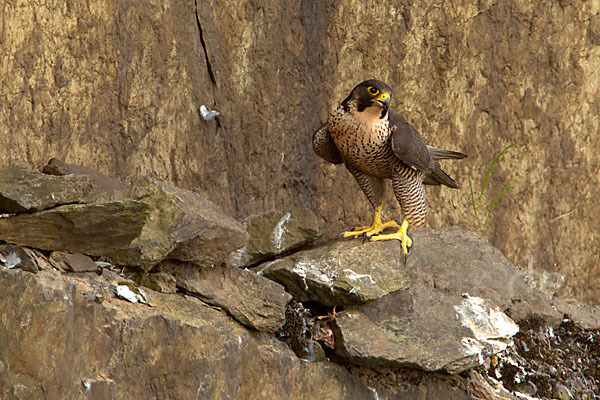 Wanderfalke (Falco peregrinus)