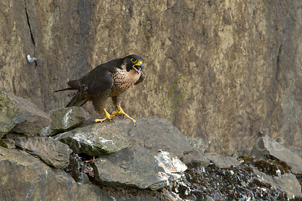 Wanderfalke (Falco peregrinus)