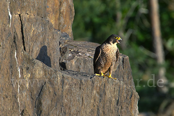 Wanderfalke (Falco peregrinus)