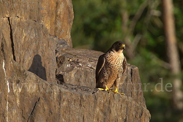 Wanderfalke (Falco peregrinus)