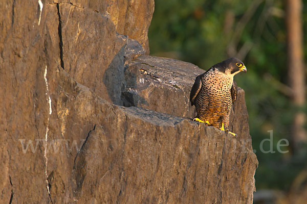 Wanderfalke (Falco peregrinus)