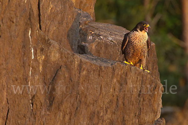 Wanderfalke (Falco peregrinus)