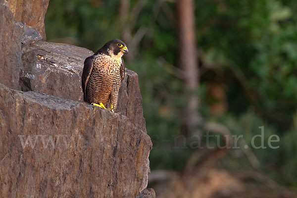 Wanderfalke (Falco peregrinus)