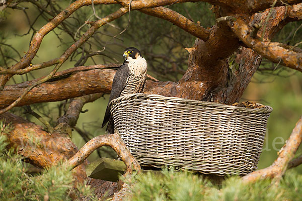 Wanderfalke (Falco peregrinus)