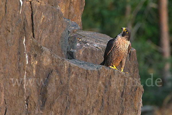 Wanderfalke (Falco peregrinus)