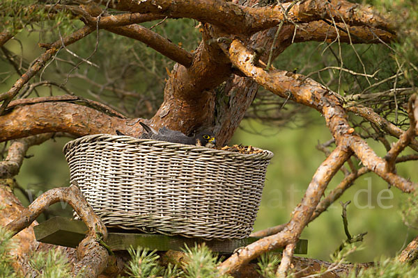 Wanderfalke (Falco peregrinus)