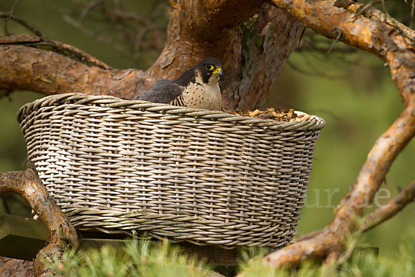 Wanderfalke (Falco peregrinus)