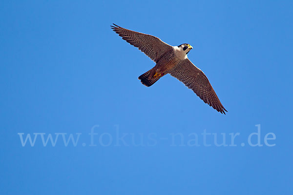 Wanderfalke (Falco peregrinus)