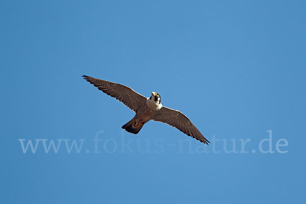 Wanderfalke (Falco peregrinus)