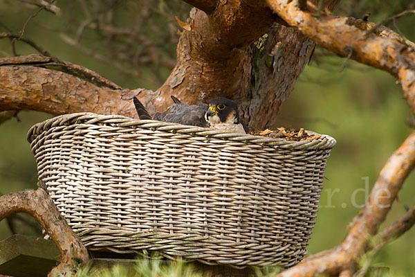 Wanderfalke (Falco peregrinus)