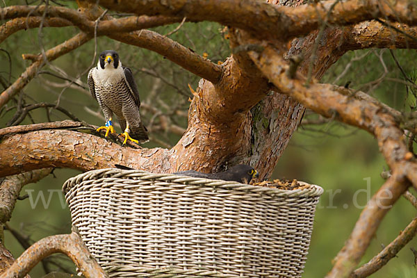 Wanderfalke (Falco peregrinus)