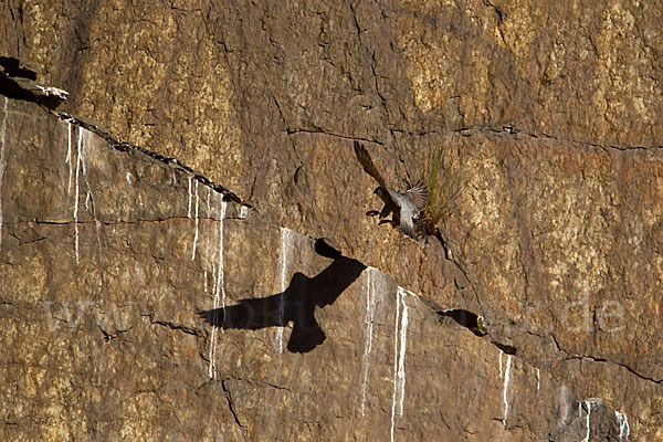 Wanderfalke (Falco peregrinus)