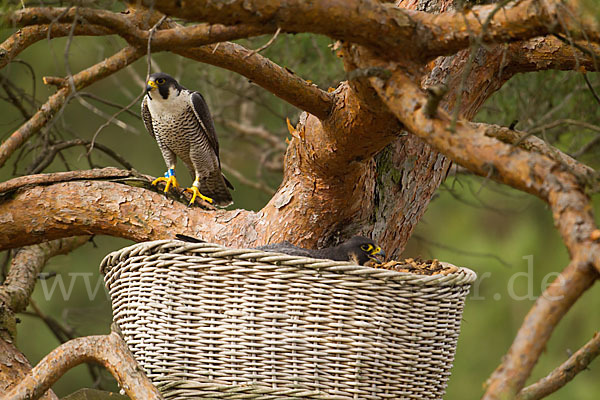 Wanderfalke (Falco peregrinus)