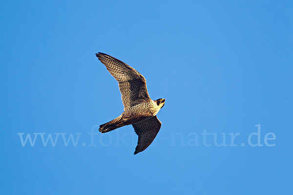 Wanderfalke (Falco peregrinus)