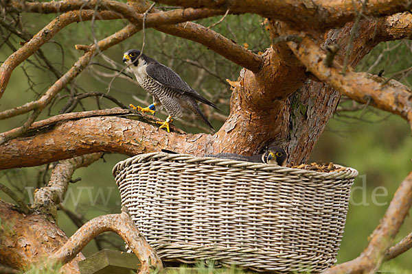 Wanderfalke (Falco peregrinus)