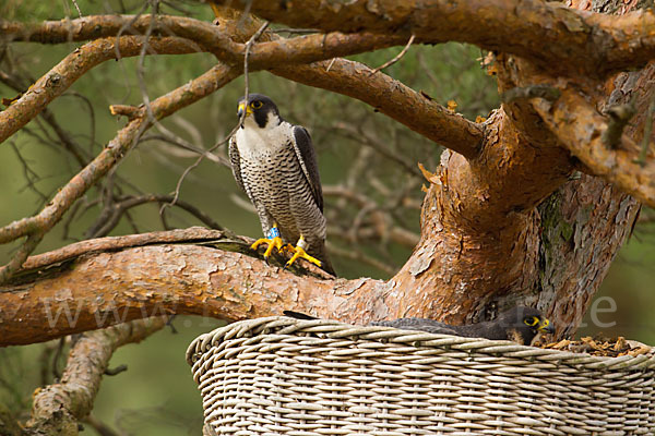 Wanderfalke (Falco peregrinus)