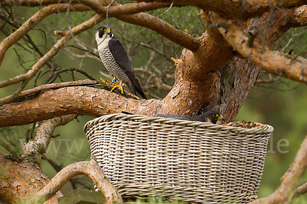 Wanderfalke (Falco peregrinus)