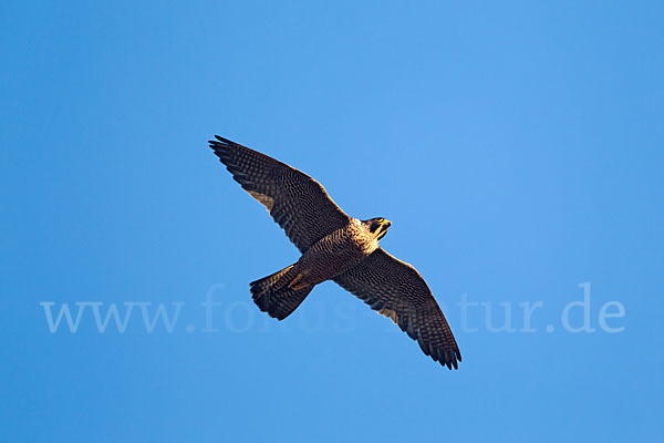 Wanderfalke (Falco peregrinus)