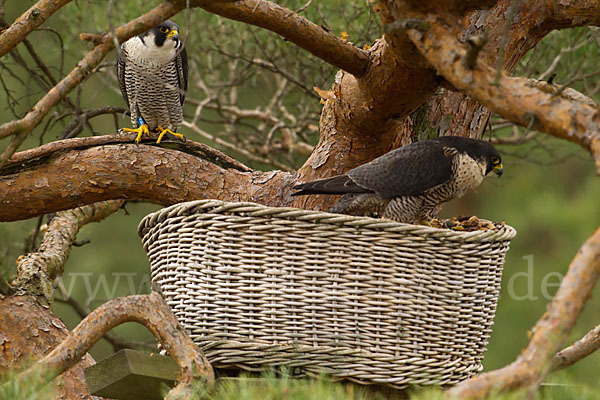 Wanderfalke (Falco peregrinus)