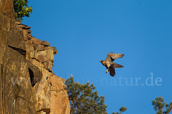 Wanderfalke (Falco peregrinus)