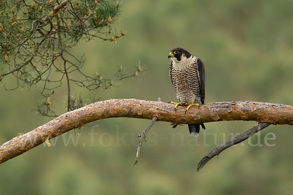 Wanderfalke (Falco peregrinus)