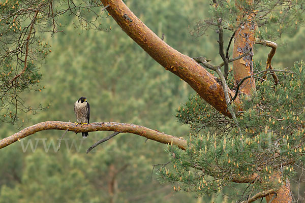 Wanderfalke (Falco peregrinus)