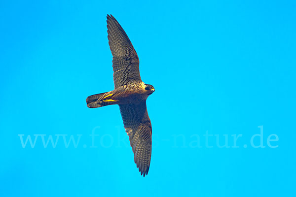 Wanderfalke (Falco peregrinus)