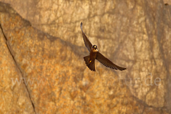 Wanderfalke (Falco peregrinus)