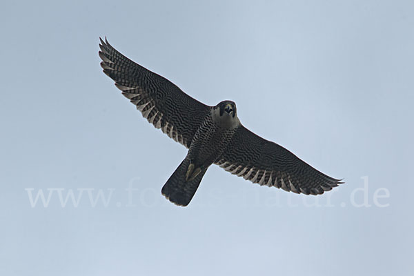 Wanderfalke (Falco peregrinus)