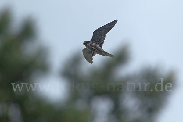 Wanderfalke (Falco peregrinus)