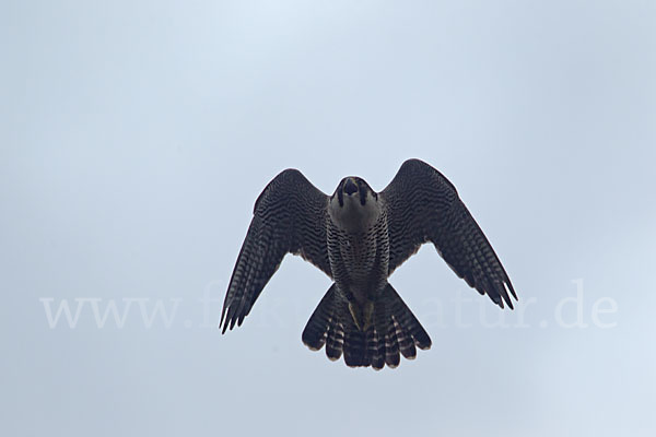 Wanderfalke (Falco peregrinus)