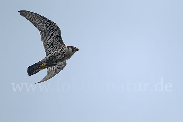 Wanderfalke (Falco peregrinus)